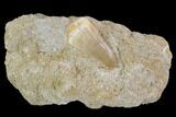 Mosasaur (Prognathodon) Tooth In Rock #96161-1